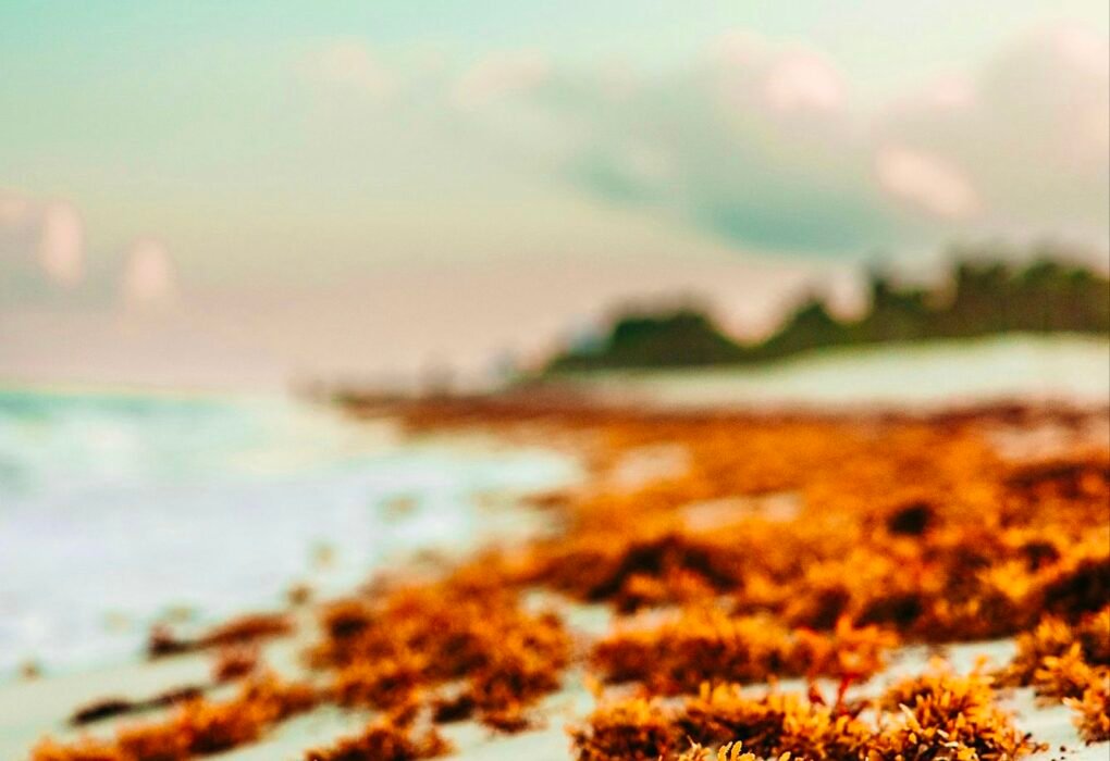 6 Best Vegan Sea Vegetables That Can Improve Your Gut Health Caavakushi