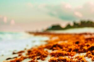 6 Best Vegan Sea Vegetables That Can Improve Your Gut Health Caavakushi