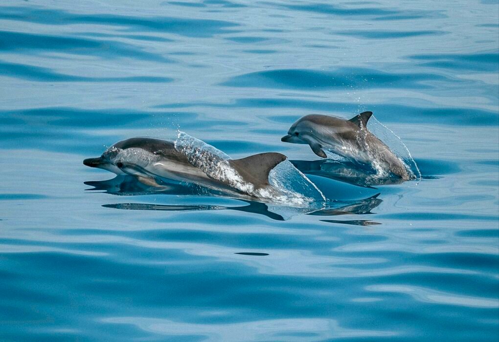 Grindadráp Senseless & Barbaric Faroe Island Annual Whale & Dolphin Massacre Caavakushi