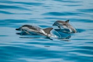 Grindadráp Senseless & Barbaric Faroe Island Annual Whale & Dolphin Massacre Caavakushi