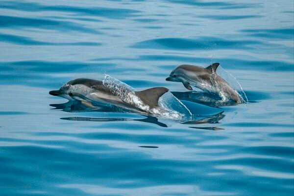 Grindadráp Senseless & Barbaric Faroe Island Annual Whale & Dolphin Massacre Caavakushi