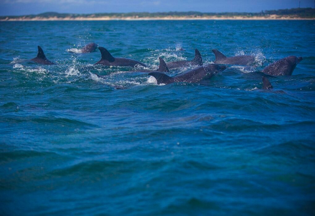 Japanese Dolphin Slaughter Taiji Japan: Dangerously Toxic Meat, Captivity Profits & Sales To Entertainment Industry Worldwide Caavakushi