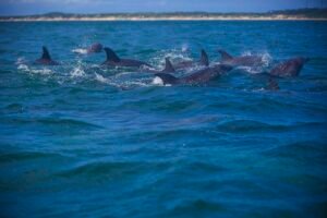 Japanese Dolphin Slaughter Taiji Japan: Dangerously Toxic Meat, Captivity Profits & Sales To Entertainment Industry Worldwide Caavakushi