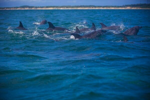 Japanese Dolphin Slaughter Taiji Japan: Dangerously Toxic Meat, Captivity Profits & Sales To Entertainment Industry Worldwide Caavakushi