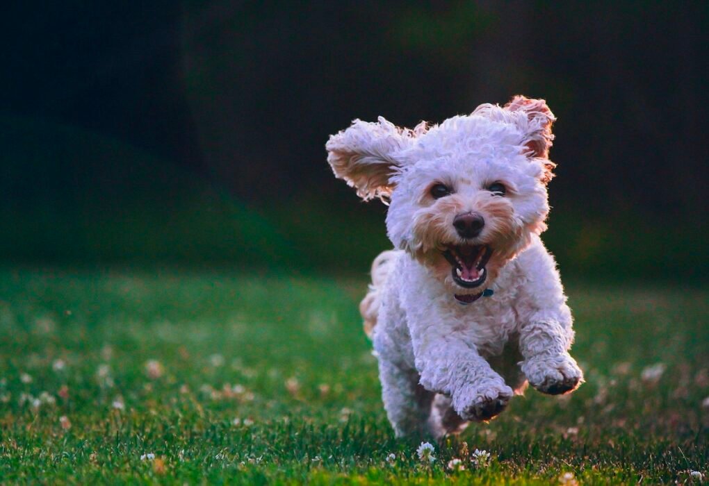 Dog Owners Are 40% Less Likely To Develop Dementia Even When Living Alone! Caavakushi