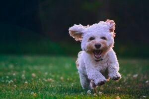 Dog Owners Are 40% Less Likely To Develop Dementia Even When Living Alone! Caavakushi