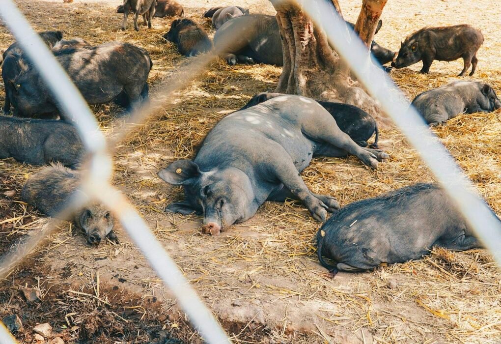 South Carolina Animal Sanctuaries Need Our Support To Keep Saving Lives! Caavakushi