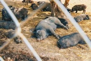 South Carolina Animal Sanctuaries Need Our Support To Keep Saving Lives! Caavakushi