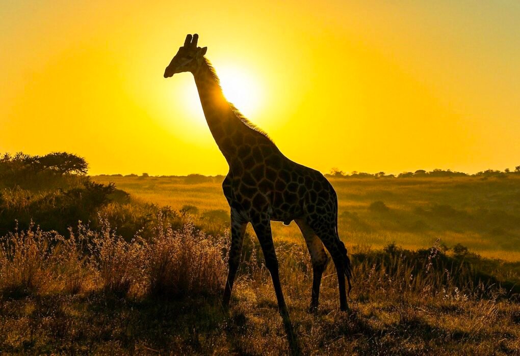 5 African Anti Poaching Charities That Desperately Need Your Help Caavakushi