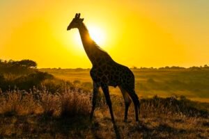5 African Anti Poaching Charities That Desperately Need Your Help Caavakushi