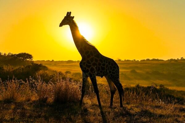 5 African Anti Poaching Charities That Desperately Need Your Help Caavakushi