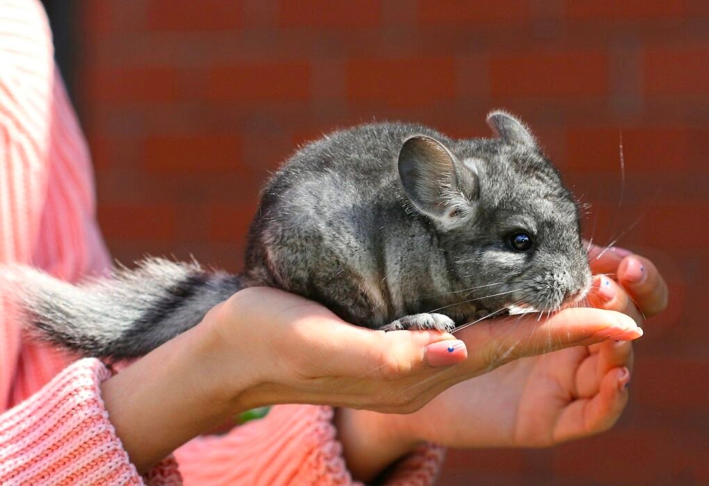 1 Chinchilla Coat = 100's Inhumanely Slaughtered For Their Skin Caavakushi