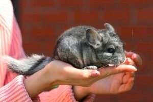 1 Chinchilla Coat = 100's Inhumanely Slaughtered For Their Skin Caavakushi