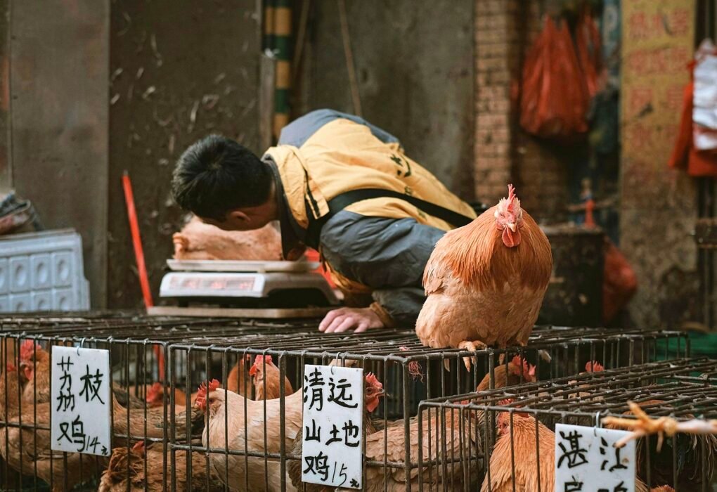 China Animal Rights - Do They Even Exist? (Shocking Laws, Pets & Advocacy) Chickens Caavakushi