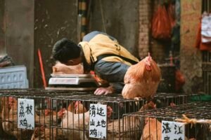 China Animal Rights - Do They Even Exist? (Shocking Laws, Pets & Advocacy) Chickens Caavakushi
