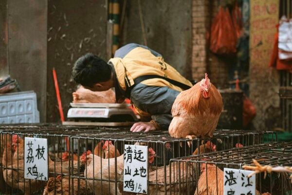China Animal Rights - Do They Even Exist? (Shocking Laws, Pets & Advocacy) Chickens Caavakushi