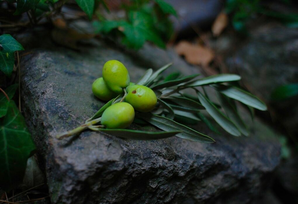 Vegan Green Olive Soap DIY Recipe Caavakushi
