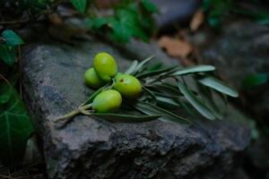Vegan Green Olive Soap DIY Recipe Caavakushi