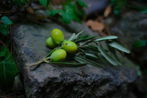 Vegan Green Olive Soap DIY Recipe Caavakushi