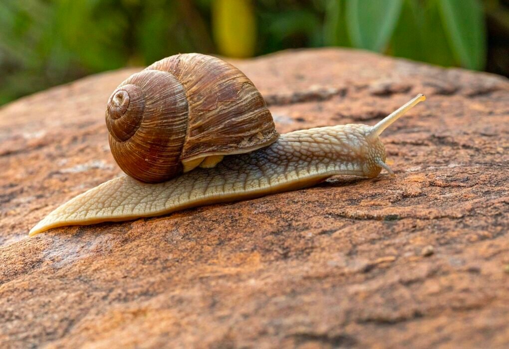 What Is Snail Mucin? (90% More Hydration & 100% Unethical Exploitation) Caavakushi