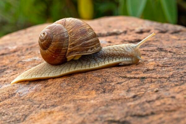 What Is Snail Mucin? (90% More Hydration & 100% Unethical Exploitation) Caavakushi