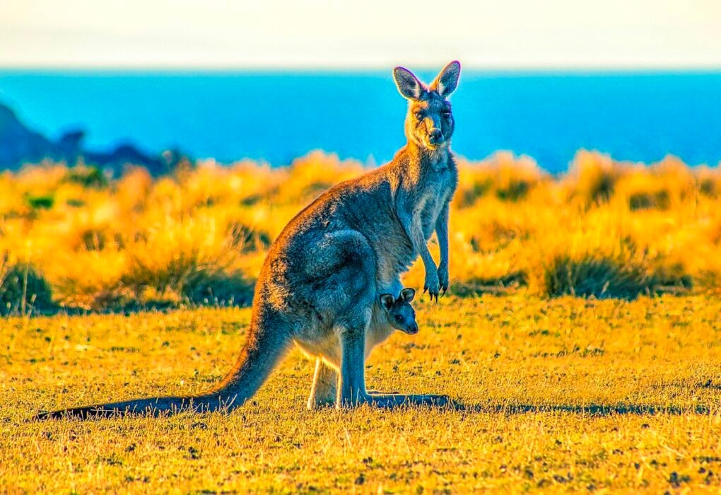 Vegan Alternatives To  Kangaroo Leather That Don't Involve Traditional Baby Skull Crushing & Skin Peeling Caavakushi