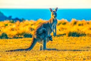 Vegan Alternatives To  Kangaroo Leather That Don't Involve Traditional Baby Skull Crushing & Skin Peeling Caavakushi