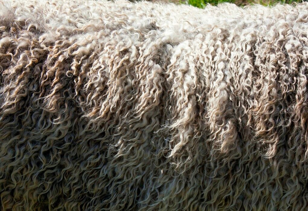 Is Wool Sustainable? (70% Live Mutilation Mandate, 10 Million Annual Casualties & 35 Million Ton Greenhouse Cloud) Caavakushi