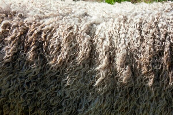 Is Wool Sustainable? (70% Live Mutilation Mandate, 10 Million Annual Casualties & 35 Million Ton Greenhouse Cloud) Caavakushi