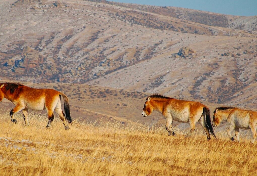 Przewalski's Horse Reintroduction: Is It Restoring Chinas Gobi Desert When Human Attempts Failed & Saving The Species From Extinction? Caavakushi