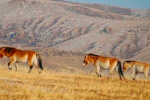 Przewalski's Horse Reintroduction: Is It Restoring Chinas Gobi Desert When Human Attempts Failed & Saving The Species From Extinction? Caavakushi