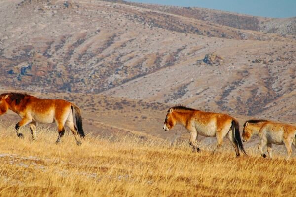 Przewalski's Horse Reintroduction: Is It Restoring Chinas Gobi Desert When Human Attempts Failed & Saving The Species From Extinction? Caavakushi