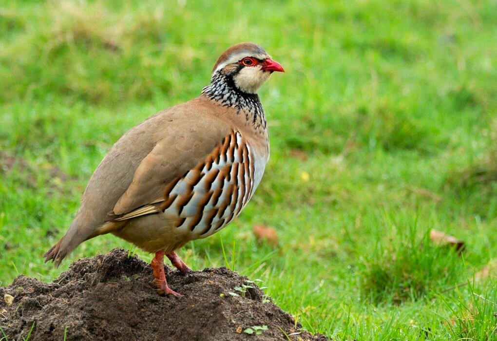 Partridge Shooting Cruel Game Hunting Sport Enjoyed By David Beckham & Elites Caavakushi