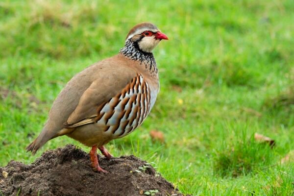 Partridge Shooting Cruel Game Hunting Sport Enjoyed By David Beckham & Elites Caavakushi