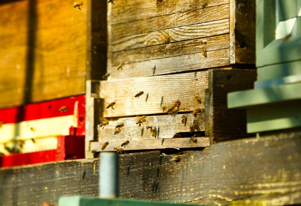 Backyard Beekeeping Rising By 85% While Native Wild Bee Numbers Drop By 55% Caavakushi