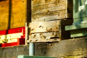 Backyard Beekeeping Rising By 85% While Native Wild Bee Numbers Drop By 55% Caavakushi