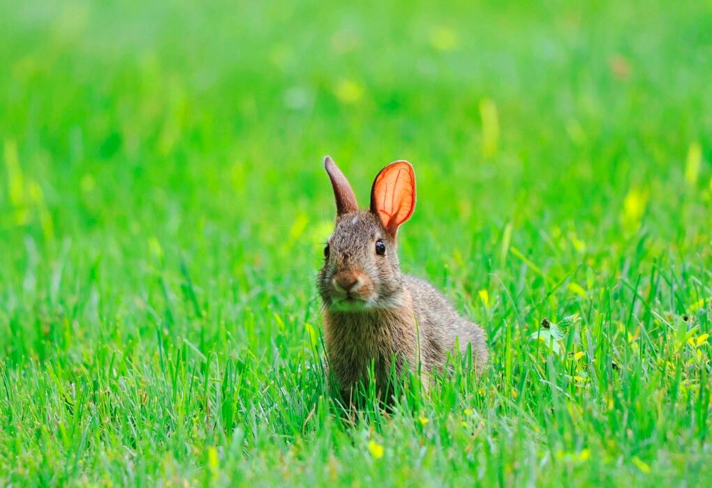 What Should I Do If I Find An Injured Wild Animal In My Backyard? (How To Avoid The 57% In captivity Death Rate) Caavakushi