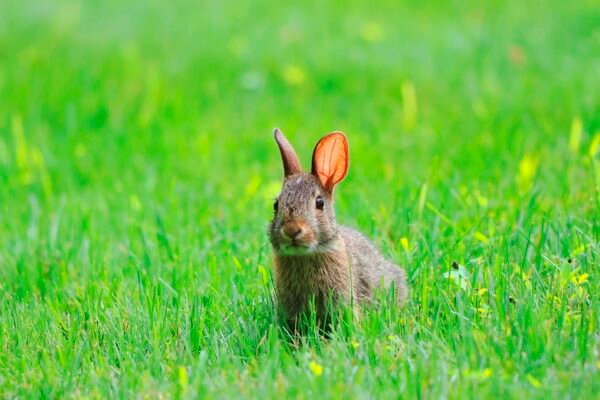 What Should I Do If I Find An Injured Wild Animal In My Backyard? (How To Avoid The 57% In captivity Death Rate) Caavakushi