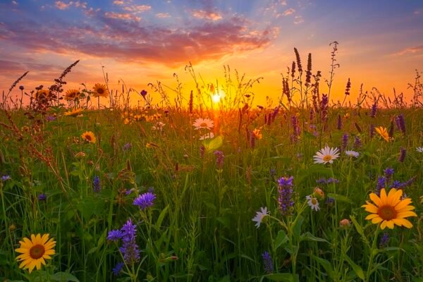 10 Edible Flowers To Forage & Their Health Benefits Caavakushi