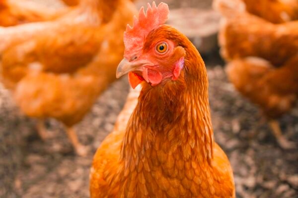 Big Chicken Netflix Documentary A Fast Food Conspiracy (95% Antibiotic Resistant Frankenchickens) Caavakushi