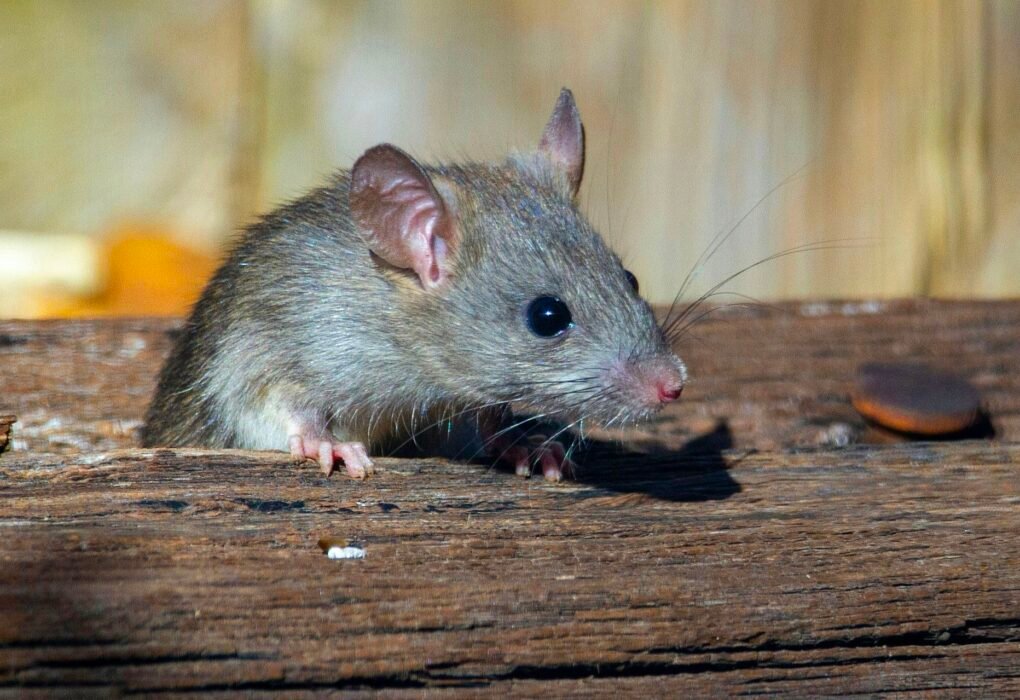 How To Get Rid of Mice & Rodents? (4 Most Humane Vegan-Friendly Ways Without Killing Them) Caavakushi