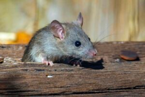 How To Get Rid of Mice & Rodents? (4 Most Humane Vegan-Friendly Ways Without Killing Them) Caavakushi