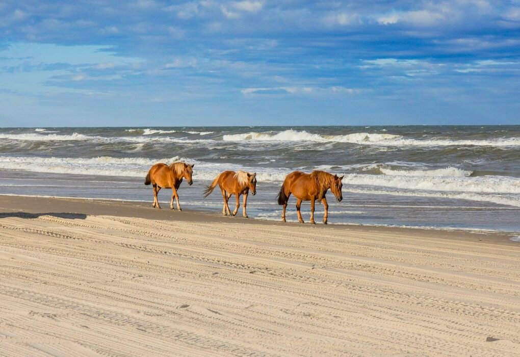 Government Allows Wild Horses USA To Be Sold To The Meat Industry ($25 Loophole) Caavakushi