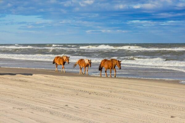 Government Allows Wild Horses USA To Be Sold To The Meat Industry ($25 Loophole) Caavakushi